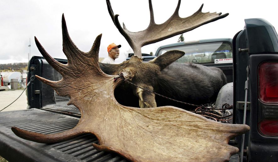 FILE - In this Oct. 11, 2006, file photo, a 724-pound bull moose with an antler spread of 56 and 1/2 inches is inspected by a hunter at a weigh station in Kokadjo, Maine. Maine hunters might be allowed to harvest more of the state's iconic land mammal this year because of strong survival rates in the northern parts of the state. (AP Photo/Robert F. Bukaty, File)