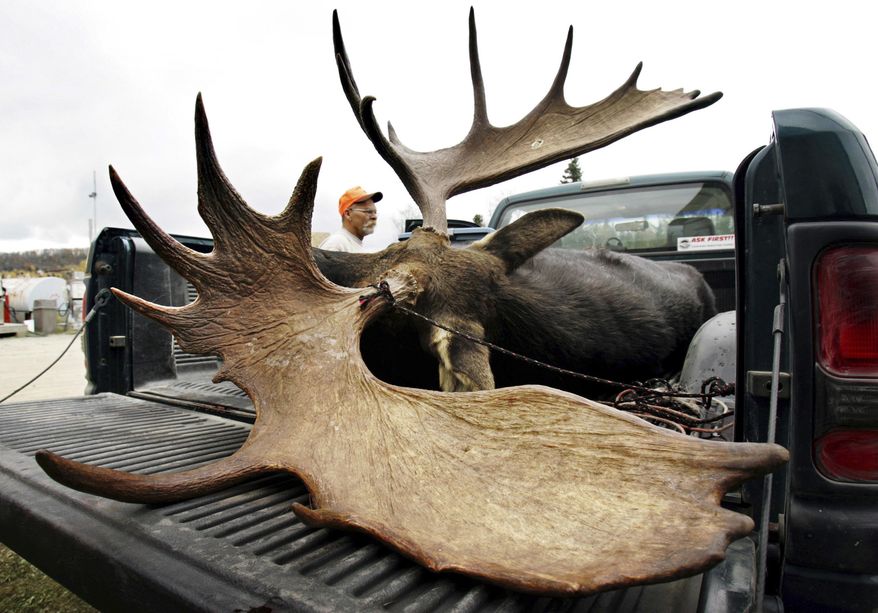 FILE - In this Oct. 11, 2006, file photo, a 724-pound bull moose with an antler spread of 56 and 1/2 inches is inspected by a hunter at a weigh station in Kokadjo, Maine. Maine hunters might be allowed to harvest more of the state's iconic land mammal this year because of strong survival rates in the northern parts of the state. (AP Photo/Robert F. Bukaty, File)