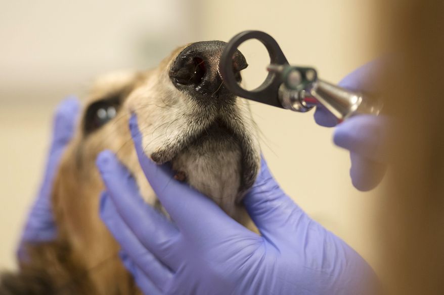 More than 60,000 dogs in about 350 labs in the U.S. are used for testing and research, most commonly for products such as drugs, pesticides and medical devices, according to the Humane Society of the United States. (Associated Press/File)