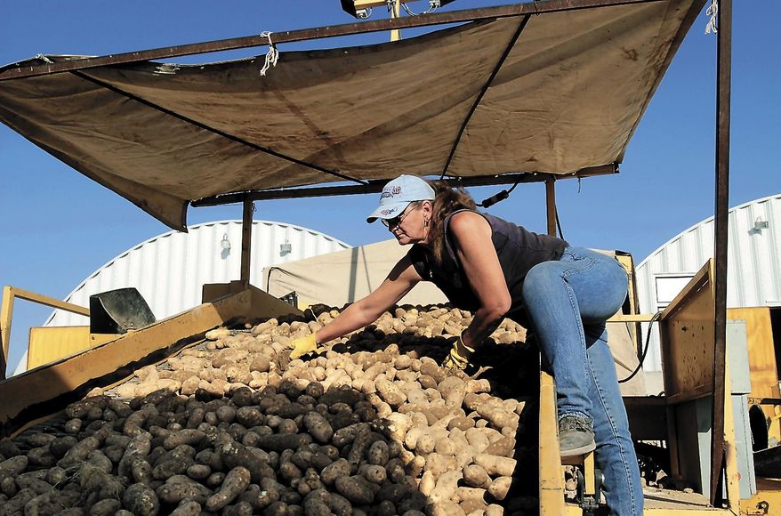 FILE - In this Sept. 12, 2007 file photo, Candy Pannel sorts through potatoes near American Falls, Idaho. A federal judge has ruled that the U.S. government illegally quarantined some Idaho potato fields infested with a microscopic pest that could threaten the state's $1.2 billion potato industry. (Joe Kline/Idaho State Journal via AP, file)