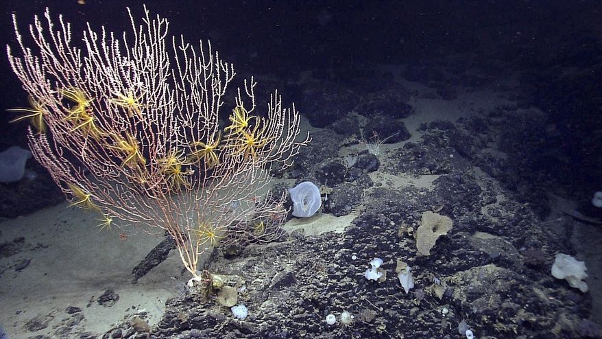 FILE - This 2013 file photo released by the National Oceanic and Atmospheric Administration made during the Northeast U.S. Canyons Expedition, shows corals on Mytilus Seamount off the coast of New England in the North Atlantic Ocean. A federal court ruled in mid-March 2018 that a group of fishing organizations can move forward with a lawsuit that seeks to eliminate the first national marine monument in the Atlantic Ocean. The groups sued to challenge the creation of the Northeast Canyons and Seamounts Marine National Monument created by President Barack Obama in 2016. It's a 5,000-square-mile area off of New England. (NOAA Office of Ocean Exploration and Research via AP, File)
