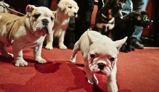 In this Jan. 31, 2014, photo, from left, a bulldog, a golden retriever, a French bulldog, a German shepherd and a Labrador retriever are shown off during a news conference at the American Kennel Club in New York. These puppies represent the five most popular breeds in AKC rankings released in 2018, with the Labrador retriever at No. 1 for the 27th consecutive year. (AP Photo/Bebeto Matthews) **FILE**