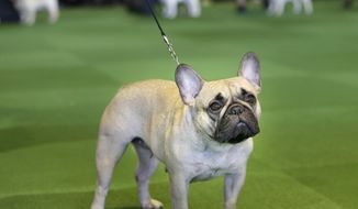 FILE - In this Feb. 16, 2015 file photo, a French bulldog competes at the Westminster Kennel Club show in New York.  The French bulldog has bolted from 76th to fourth in just 20 years. It previously peaked at sixth in the 1910s and again in 2015-2016. (AP Photo/Seth Wenig, File)