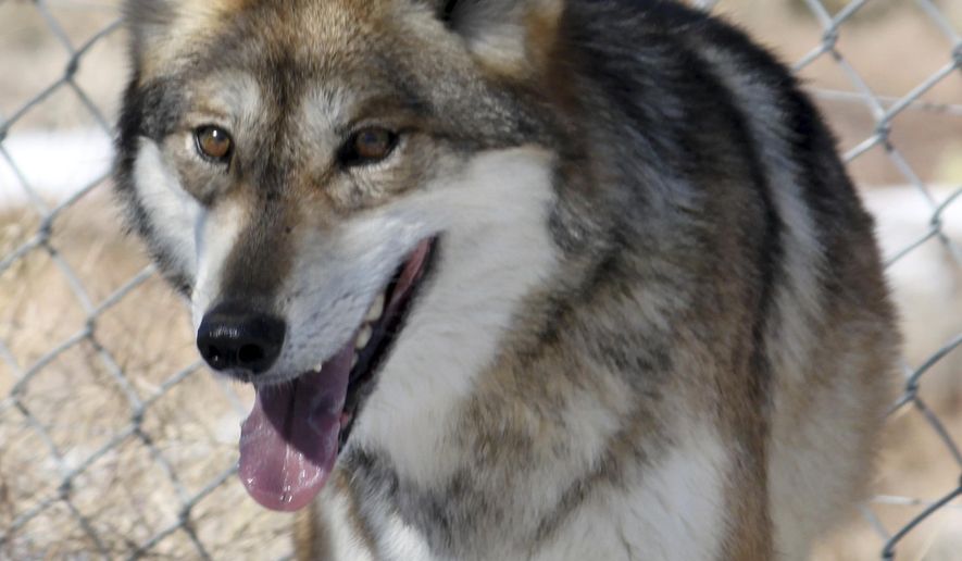 FILE - In this Dec. 7, 2011, file photo, a female Mexican gray wolf looks to avoid being captured for its annual vaccinations and medical check-up at the Sevilleta National Wildlife Refuge in central New Mexico. Thursday, March 29, 2018, marks the 20th anniversary of the first release of Mexican gray wolves into the wild, but the reintroduction effort has been mired by frustration on all sides. (AP Photo/Susan Montoya Bryan, File)