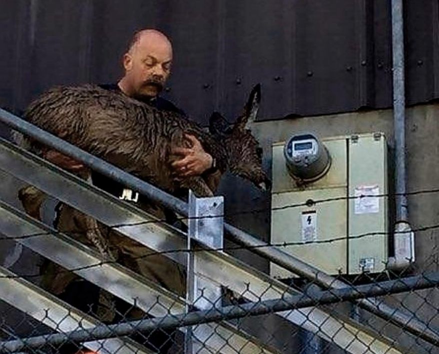 This photo provided by the Truckee Meadows Fire Department shows a crew member rescuing a deer caught in Bridge Street canal in Verdi, Nev., Thursday, March 29, 2018. Firefighters and others rescued the deer after they were swept down a canal and got trapped inside the power plant in Verdi, a community along the Nevada-California border. KTVN-TV reports the deer suffered from hypothermia. Two others died in the water. (Jay Cwiak/Truckee Meadows Fire Department via AP)