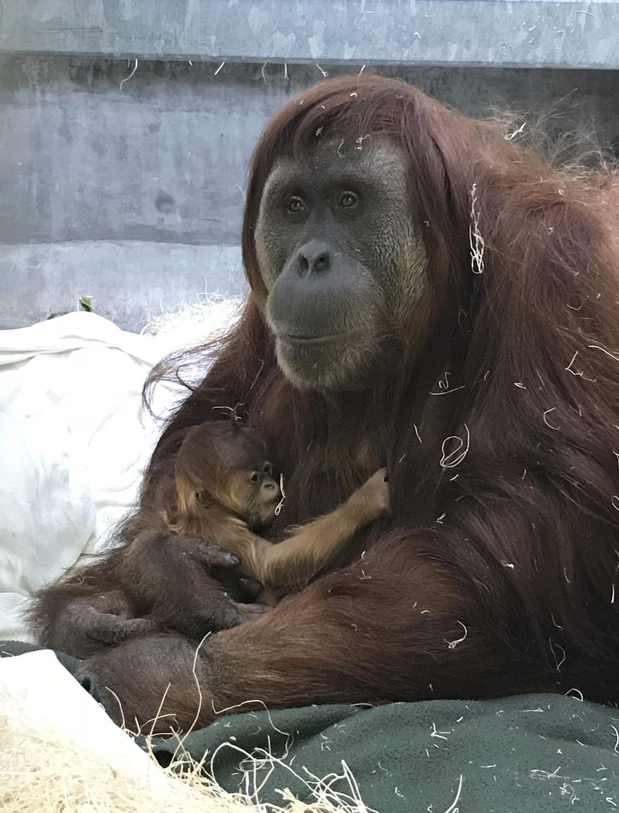 This undated photo provided by Denver Zoo shows a Sumatran orangutan and a newborn baby at the Denver Zoo in Denver, Colo. The zoo is welcoming the baby Sumatran orangutan who is named Cerah (Che-rah) after an Indonesian word that means "bright" and is often used to refer to sunshine. The female primate was born Sunday, March 25, 2018, to parents Nias and Berani, and the family is bonding away from prying eyes. Cerah should make her public debut within the next two weeks in the Great Apes exhibit in Primate Panorama. (Denver Zoo via AP)