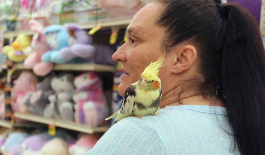 Maile Ready and her cockatiel, Chicken, shop at a retail outlet in Great Falls, Mont., on March 20, 2018. The cockatiel remained quiet and did not leave Ready's shoulder throughout the half hour long shopping trip. (David Murray/The Great Falls Tribune via AP)