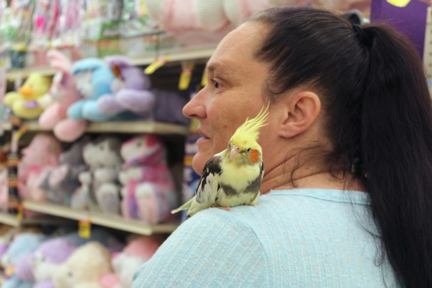 Maile Ready and her cockatiel, Chicken, shop at a retail outlet in Great Falls, Mont., on March 20, 2018. The cockatiel remained quiet and did not leave Ready's shoulder throughout the half hour long shopping trip. (David Murray/The Great Falls Tribune via AP)