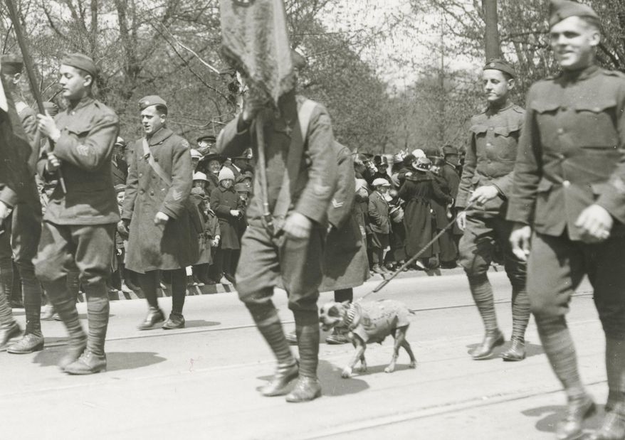 This April 30, 1919 photograph provided by the Connecticut State Library shows famed war dog Stubby walking in a homecoming parade for World War I veterans in Hartford, Conn. Stubby is the subject of a new animated movie being released on April 13, 2018. (Connecticut State Library via AP)