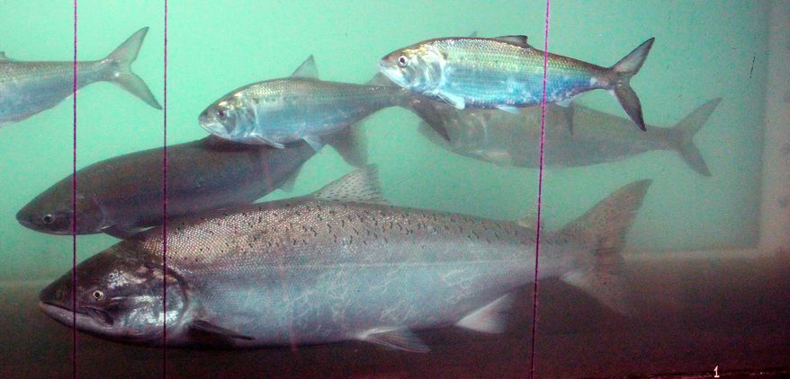 FILE - In this June 27, 2012, file photo, a sockeye salmon, left, swims pass a chinook salmon, center front, and shad, above, at the fish counting window at the Bonneville Dam near Cascade Locks, Ore. The 9th U.S. Circuit Court of Appeals on Monday, April 2, 2018, affirmed an order to spill more water over Columbia and Snake river dams to help protect salmon and steelhead. (AP Photo/Rick Bowmer, File)