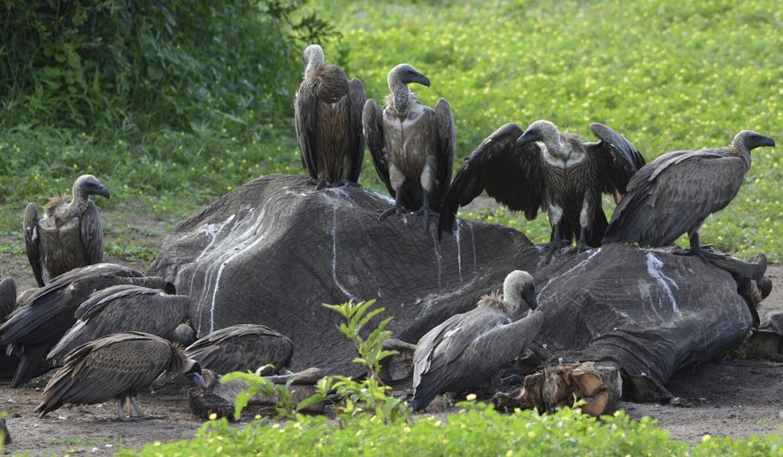 In this photo taken on Feb, 3, 2016, and supplied by researcher Beckie Garbett on Wednesday April 4, 2018, white-backed and hooded vultures feed on a dead elephant carcass in Chobe National Park, Botswana. Poachers, poisoning and other hazards have taken a heavy toll on Africa's threatened vultures as well as the threat of toxic bullet lead that they ingest while eating the carcasses of animals shot by legal hunters. (Beckie Garbett via AP)