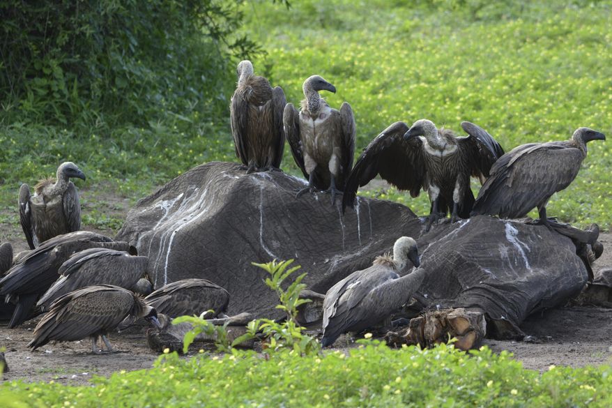 In this photo taken on Feb, 3, 2016, and supplied by researcher Beckie Garbett on Wednesday April 4, 2018, white-backed and hooded vultures feed on a dead elephant carcass in Chobe National Park, Botswana. Poachers, poisoning and other hazards have taken a heavy toll on Africa&#39;s threatened vultures as well as the threat of toxic bullet lead that they ingest while eating the carcasses of animals shot by legal hunters. (Beckie Garbett via AP)