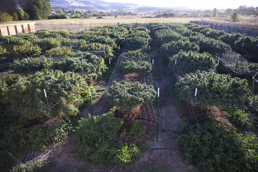 FILE - In this Oct. 13, 2015, file photo, the plants at Michael Monarch's marijuana grow, about 100 plants in all, flourish under breathtaking vistas of the Cascade and Siskiyou mountains near Ashland, Ore. Officials in Josephine County, Oregon, who have tried to restrict commercial marijuana growing, are suing the state in federal court, asserting that while pot is legal in Oregon it remains illegal under federal law, which has supremacy. (Beth Nakamura/The Oregonian via AP, File)