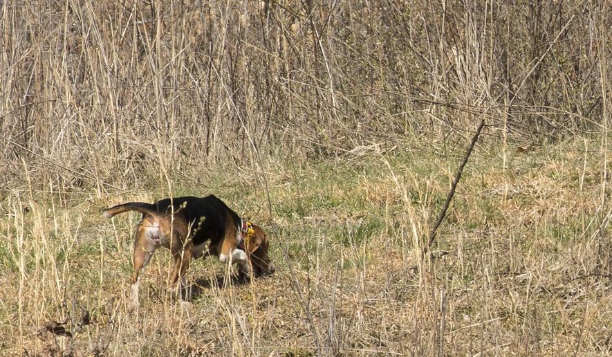 In this March 22, 2018 photo, Ballard Slone routinely releases a couple of dogs into his enclosure and allows them to trail and chase the rabbits on his property near Alum Creek, W.Va. Twice in the nine years since he turned the grassy field into a rabbit warren, Slone has seen cottontail numbers decline dramatically on the property. Twice he has responded by bringing in trappers to eliminate the predators responsible for the decline. (John McCoy/Charleston Gazette-Mail via AP)