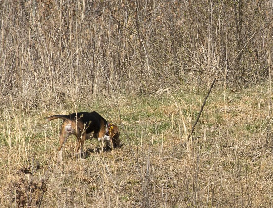 In this March 22, 2018 photo, Ballard Slone routinely releases a couple of dogs into his enclosure and allows them to trail and chase the rabbits on his property near Alum Creek, W.Va. Twice in the nine years since he turned the grassy field into a rabbit warren, Slone has seen cottontail numbers decline dramatically on the property. Twice he has responded by bringing in trappers to eliminate the predators responsible for the decline. (John McCoy/Charleston Gazette-Mail via AP)