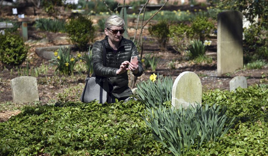 In this Saturday, March 31, 2018, photo, Michelle Jones, of Elkridge, photographs a daffodil and headstone on Daffodil Day at Whipps Historic Garden Cemetery, in Ellicott City, Md. Recent cold weather has delayed the blooming of many plants in the garden. The 1833 private cemetery was transformed into a memorial garden. (Kim Hairston/The Baltimore Sun via AP)