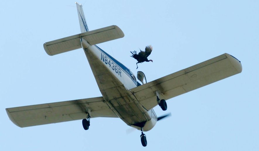 FILE - In this Oct. 14, 2017 file photo, a wild turkey is released from a plane flying over Crooked Creek during the 72nd annual Turkey Trot festival in Yellville, Ark. The sponsor festival during which live turkeys are dropped from an airplane says it will no longer promote the event. The Yellville Chamber of Commerce said Friday, April 6, 2018, that while its goal is to promote local businesses, the Turkey Trot festival has become a detriment. It's not clear whether the event will continue under a different sponsor. (Andy Shupe/The Northwest Arkansas Democrat-Gazette via AP File)