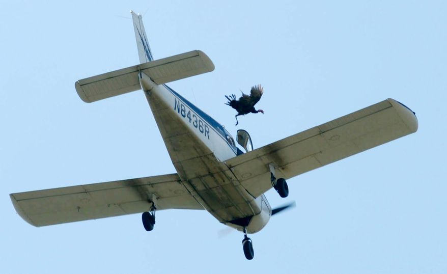 FILE - In this Oct. 14, 2017 file photo, a wild turkey is released from a plane flying over Crooked Creek during the 72nd annual Turkey Trot festival in Yellville, Ark. The sponsor festival during which live turkeys are dropped from an airplane says it will no longer promote the event. The Yellville Chamber of Commerce said Friday, April 6, 2018, that while its goal is to promote local businesses, the Turkey Trot festival has become a detriment. It's not clear whether the event will continue under a different sponsor. (Andy Shupe/The Northwest Arkansas Democrat-Gazette via AP File)