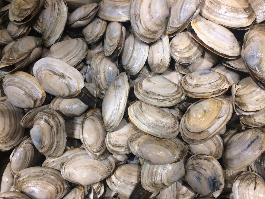 FILE - In this June 28, 2017 file photo, local softshell clams are displayed at a Portland, Maine, fish market. Maine's clam harvest in 2017 reached its lowest point since at least 1950. (AP Photo/Patrick Whittle, File)