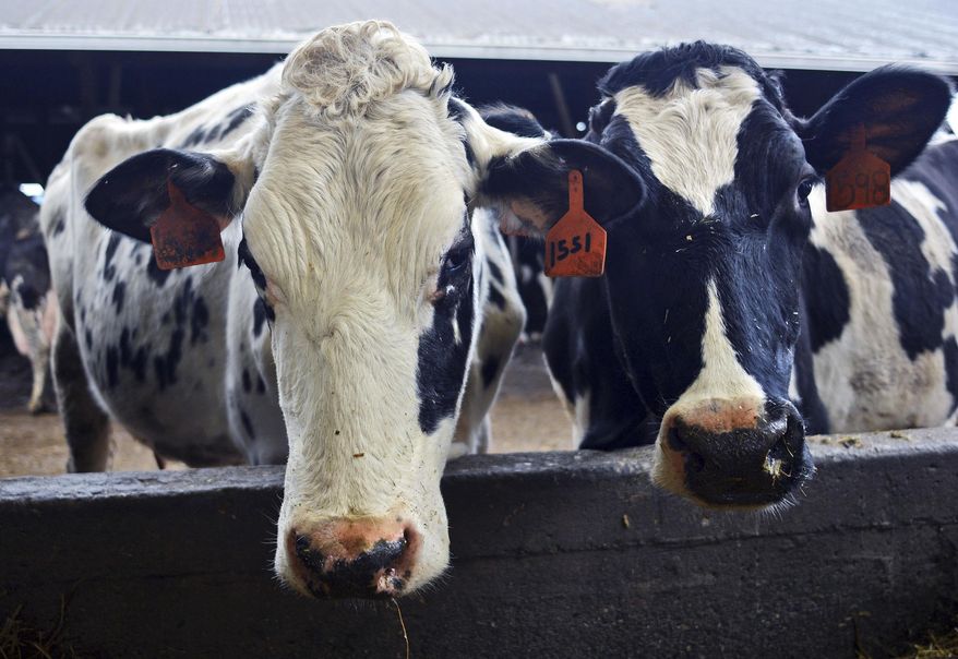 Dairy cows gather around a feeder for a snack on March 2, 2018. (Charles Biles /Skagit Valley Herald via AP) ** FILE **