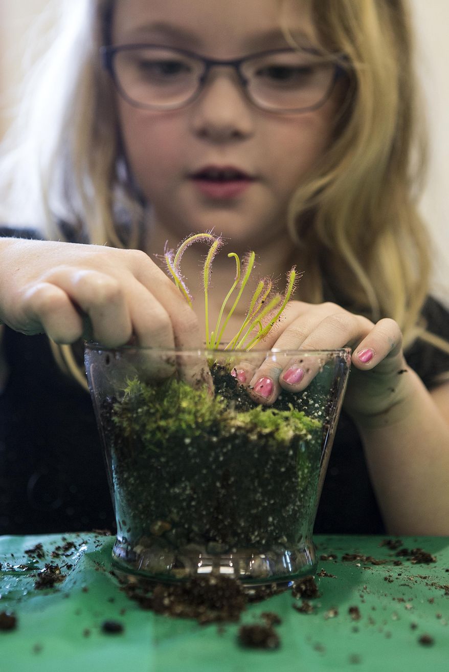 This photo taken March 27, 2018, shows Anna Curry, 7, pushing a Sundew plant into the soil as she makes a terrarium for the carnivorous plant while at the Darrington Library in Darrington, Wash. (Andy Bronson/The Herald via AP)