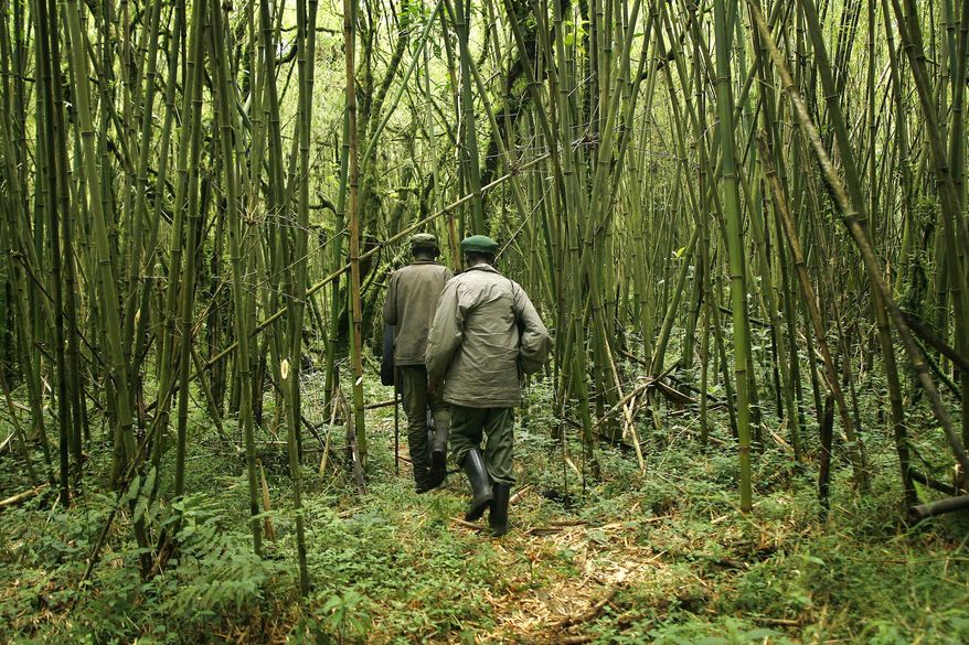 FILE - In this Tuesday, Nov. 25, 2008 file photo, park rangers loyal to the CNDP (National Congress for the Defence of the People) make their way with a group of visitors through the Virunga national park, near the Uganda border in eastern Congo. Authorities in Congo say five park rangers and a driver have been killed in an attack at the Virunga National Park. The park, which is home to critically endangered mountain gorillas, confirmed the ambush Monday, April 9, 2018 in a statement. While there was no immediately claim of responsibility, suspicion immediately fell on militia groups that are active in and around the famed park.(AP Photo/Jerome Delay, file)