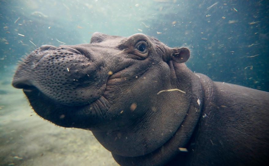 FILE - In this Nov. 2, 2017, file photo, Fiona, a Nile hippopotamus plays in her enclosure at the Cincinnati Zoo & Botanical Garden, in Cincinnati. The zoo and ArtWorks are collaborating to create a mural to honor Fiona after she captured the world's attention during her fight to survive premature birth. (AP Photo/John Minchillo, File)