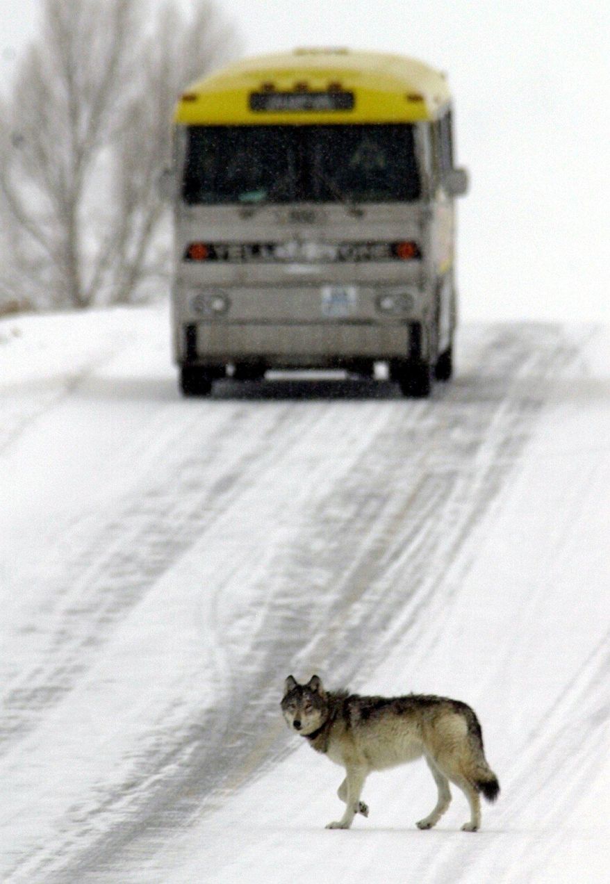 FILE - In this Jan. 26, 2002 file photo, a tour bus stops to let a wolf cross the road in Yellowstone National Park, Wyo. Wyoming is estimated to have at least 347 wolves roaming within its borders after the state regained management of the animals and allowed limited hunting of wolves. (AP Photo/Nati Harnik, File)