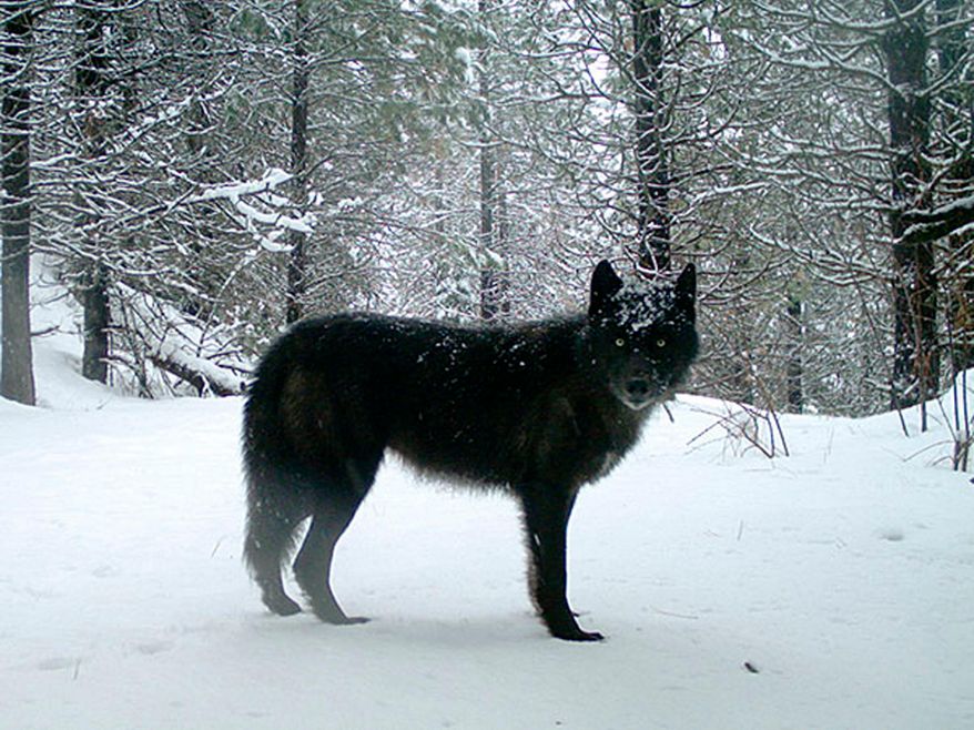 This photo provided by the Oregon Department of Fish and Wildlife shows a wolf of the Wenaha Pack captured on a remote camera on U.S. Forest Service land in Oregon's northern Wallowa County in Feb., 2017. Biologists in Oregon have counted 124 wolves in their annual tally, marking an 11 percent increase over last year's numbers. The much-anticipated report also found a 38 percent increase in the number of breeding pairs in the state, where the species was once wiped out due to a bounty. (Oregon Department of Fish and Wildlife via AP)