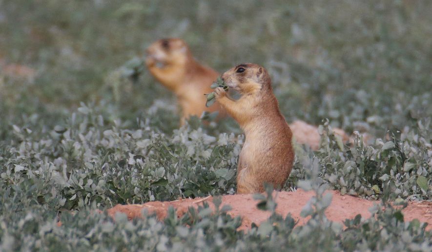 This Aug. 6, 2015, file photo, shows prairie dogs in southern Utah. Badlands National Park officials in South Dakota have confirmed from testing Friday that the plague killed a large group of prairie dogs, which are rodents the size of rabbits. (AP Photo/Rick Bowmer, File)