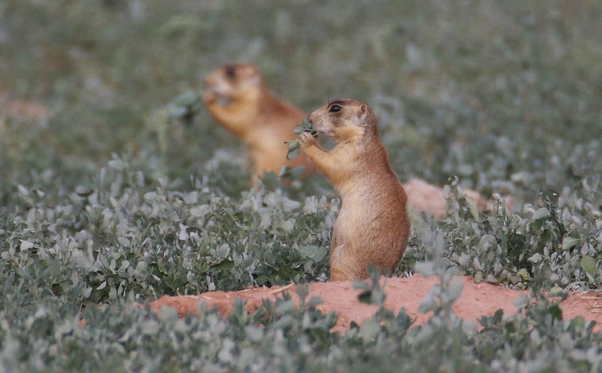 This Aug. 6, 2015, file photo, shows prairie dogs in southern Utah. Badlands National Park officials in South Dakota have confirmed from testing Friday that the plague killed a large group of prairie dogs, which are rodents the size of rabbits. (AP Photo/Rick Bowmer, File)