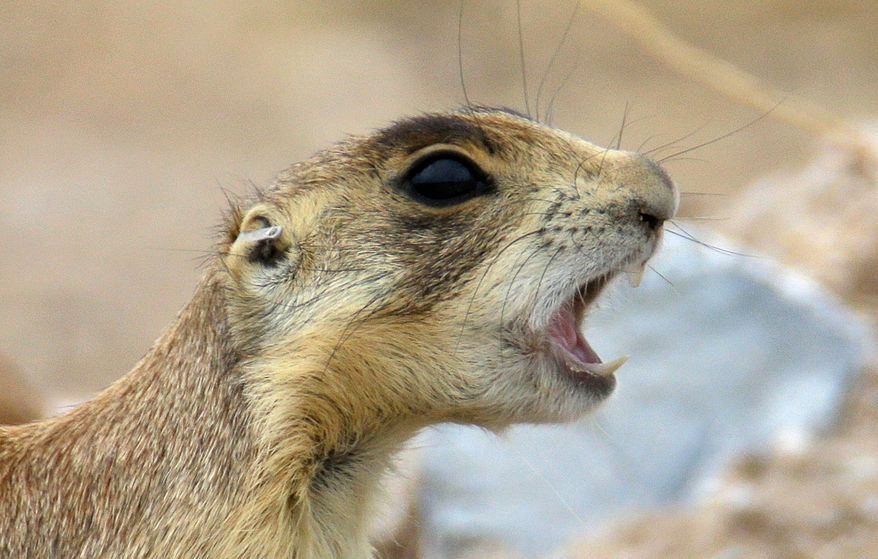 FILE - In this Aug. 6, 2015 file photo, a prairie dog barks at it's new colony after being trucked some 25 miles away from Cedar City, Utah. Wildlife managers under the Trump administration are loosening contentious endangered-species protections for Utah prairie dogs in a plan that's worrying for animal advocates but cheered by people in southern Utah who said their town was overrun. (AP Photo/Rick Bowmer, File)