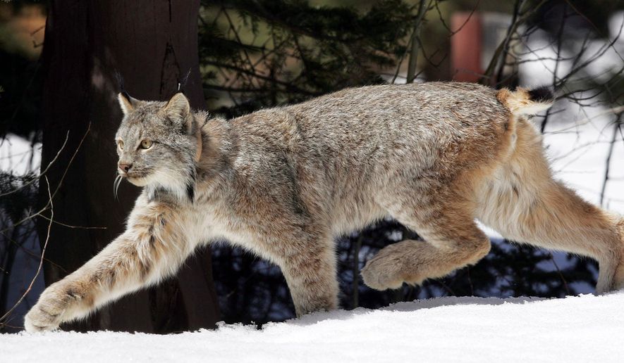 FILE - In this April 19, 2005, file photo, a Canada lynx heads into the Rio Grande National Forest after being released near Creede, Colo. University of New Hampshire scientists have discovered a previously undiagnosed parasite transmitted by ticks and a virus in the Canada lynx. The New Hampshire Veterinary Diagnostic Laboratory uncovered the findings during a recent research study. (AP Photo/David Zalubowski, File)