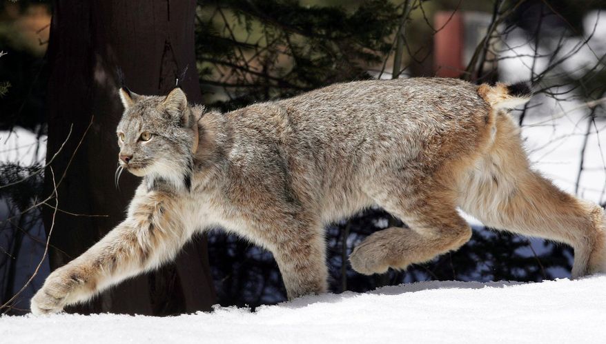 FILE - In this April 19, 2005, file photo, a Canada lynx heads into the Rio Grande National Forest after being released near Creede, Colo. University of New Hampshire scientists have discovered a previously undiagnosed parasite transmitted by ticks and a virus in the Canada lynx. The New Hampshire Veterinary Diagnostic Laboratory uncovered the findings during a recent research study. (AP Photo/David Zalubowski, File)