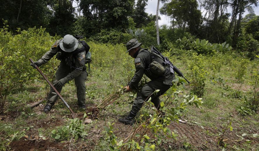 Counter narcotics police officers uproot coca shrubs in Tumaco, southern Colombia, Wednesday, April 18, 2018. (AP Photo/Fernando Vergara)