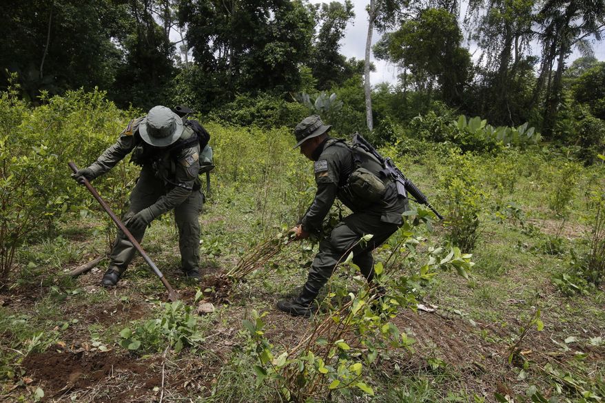 Counter narcotics police officers uproot coca shrubs in Tumaco, southern Colombia, Wednesday, April 18, 2018. (AP Photo/Fernando Vergara)