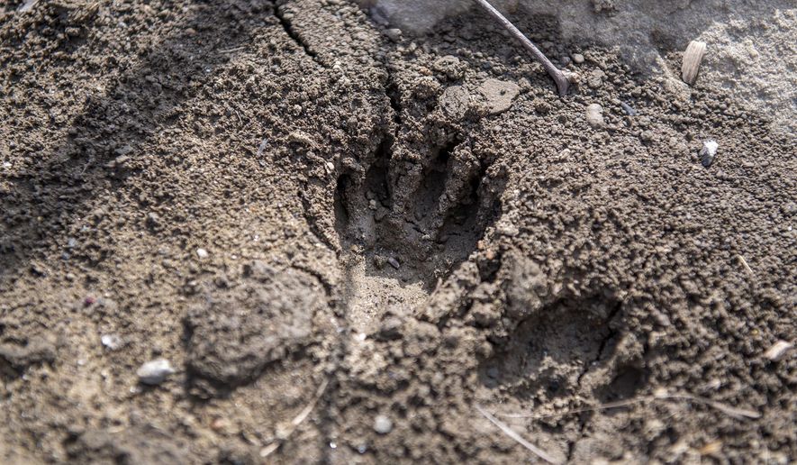 In this Wednesday, April 11, 2018 photo Jeffrey Bergman, director of community forestry for the Western Pennsylvania Conservancy, inspects what appears to be beaver tracks next to the trees that were planted on the waterside of the Three Rivers Heritage Trail in North Shore, Pa. The Western Pennsylvania Conservancy planted sixteen native species trees to help improve the habitat. (Antonella Crescimbeni/Pittsburgh Post-Gazette via AP)