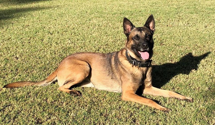 This undated photo provided by the Phoenix Police Department shows Bane, a 3-year-old Belgian Malinois police dog. (Phoenix Police Department via AP) ** FILE **