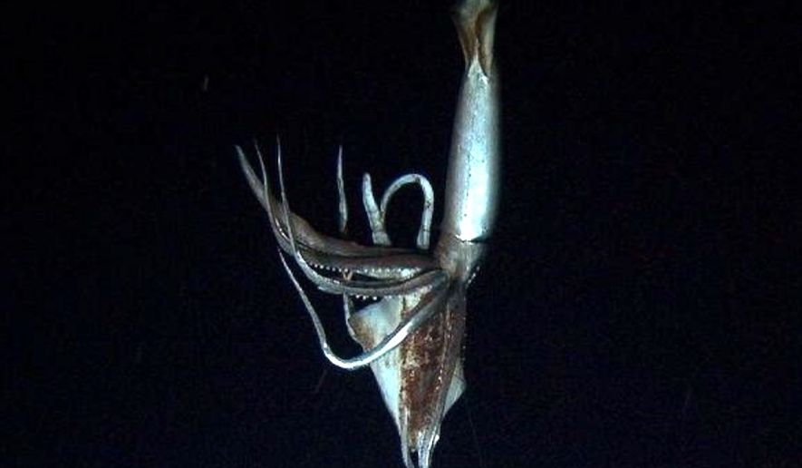 A 9-foot giant squid takes the bait in the deep sea off Japan&#39;s Chichi island in this image made from video recorded in the summer of 2012. (AP Photo/NHK/NEP/Discovery Channel) ** FILE **