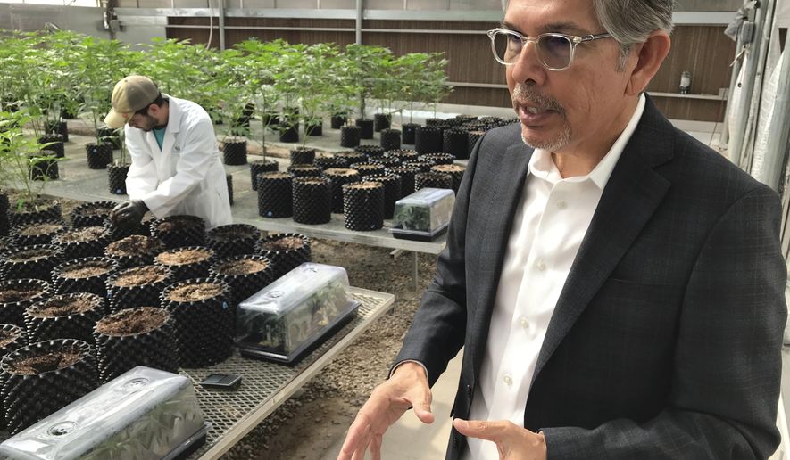 In this April 6, 2018 photo, Ultra Health president and chief executive officer Duke Rodriguez discusses the medical marijuana industry during a tour of the company's greenhouse in Bernalillo, N.M. Ultra Health on Thursday, April 19, 2018, announced the acquisition of farmland in southern New Mexico where it plans to build another cultivation facility that will include indoor and outdoor operations. (AP Photo/Susan Montoya Bryan)
