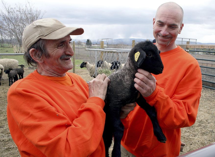 Inmates Billy Schoenbachler, left, and Justin Lange show off one of their young charges at the Washington State Penitentiary in Walla Walla, Wash., Monday, April 16, 2018. An eight-month old pilot program involving inmates aims to raise domestic sheep free of a pathogen that can threaten wild bighorn sheep. (Andy Porter/Walla Walla Union-Bulletin via AP)