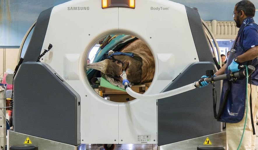In this April 23, 2018 photo provided by the Chicago Zoological Society Dr. Sathya Chinnadurai, senior staff veterinarian for the Chicago Zoological Society, monitors Layla a 7½-year-old eastern black rhinoceros, as she receives a CT scan inside the Zoo's Pachyderm House in Brookfield, Ill. The images from the scan provided diagnostic results that will help determine the best course of action in treating an obstruction in Layla's nasal passageway. (Kelly Tone/ Chicago Zoological Society via AP)