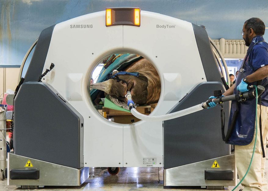 In this April 23, 2018 photo provided by the Chicago Zoological Society Dr. Sathya Chinnadurai, senior staff veterinarian for the Chicago Zoological Society, monitors Layla a 7½-year-old eastern black rhinoceros, as she receives a CT scan inside the Zoo's Pachyderm House in Brookfield, Ill. The images from the scan provided diagnostic results that will help determine the best course of action in treating an obstruction in Layla's nasal passageway. (Kelly Tone/ Chicago Zoological Society via AP)