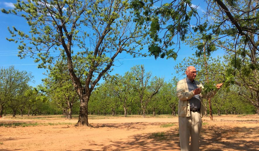 Jim Anthony, the owner of a 14,000-acre pecan farm near Granbury, Texas, displays bud break on a tree Tuesday, April 24, 2018. Anthony is part of a newly formed council of U.S. commercial pecan growers hoping to increase domestic demand of North America's only native nut as a hedge against rising tariffs with China, the biggest export market for American pecans. (AP Photo/Emily Schmall)