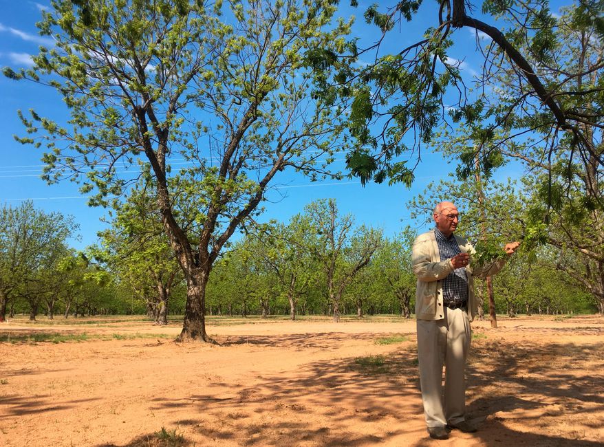 Jim Anthony, the owner of a 14,000-acre pecan farm near Granbury, Texas, displays bud break on a tree Tuesday, April 24, 2018. Anthony is part of a newly formed council of U.S. commercial pecan growers hoping to increase domestic demand of North America's only native nut as a hedge against rising tariffs with China, the biggest export market for American pecans. (AP Photo/Emily Schmall)