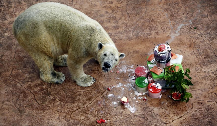 In this Dec. 26, 2013, file photo, Inuka, the first polar bear born in the tropics eats his birthday cake in his enclosure at the Singapore Zoo in Sinagpore. Inuka, the world's first polar bear to be born in the tropics, was put down by the Singapore Zoo on Wednesday, April 25, 2018. The zoo said that the bear, which had reached a ripe old age of 27, was in a fair bit of pain and discomfort from wounds on his abdomen and paws. (AP Photo/Wong Maye-E, File)