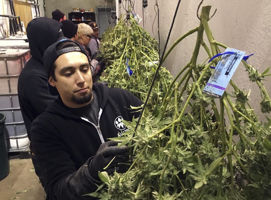 In this Feb. 27, 2018, photo, Anthony Uribes processes a marijuana plant with an attached tracking label at Avitas marijuana production facility in Salem, Ore. The cannabis tracking system used by Avitas, a marijuana company with a production facility in Salem, is the backbone of Oregon's regulatory system to ensure businesses with marijuana licenses obey the rules and don’t divert their product into the black market. (AP Photo/Andrew Selsky)