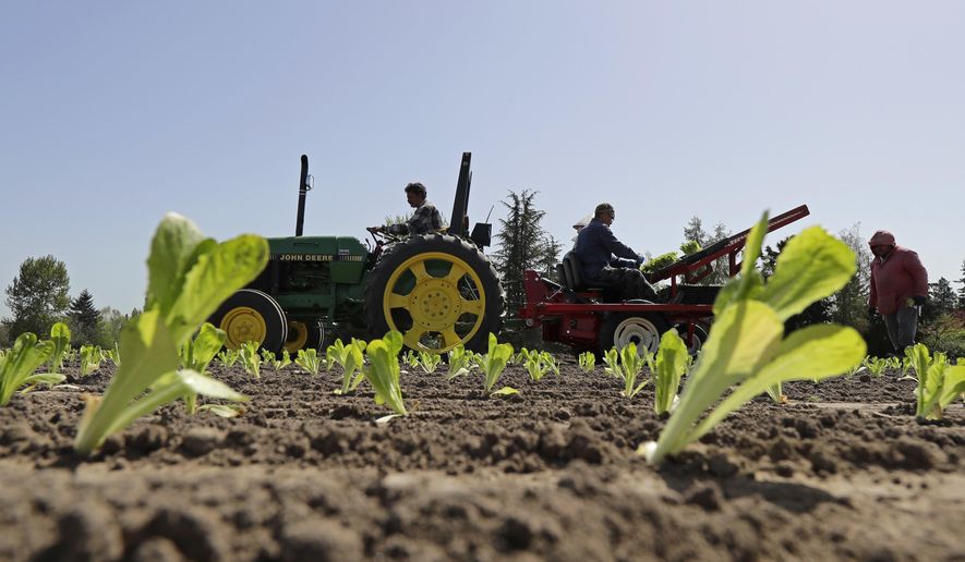 Workers plant romaine lettuce, Thursday, April 26, 2018, at the EG Richter Family Farm in Puyallup, Wash. The farm sells most of it's lettuce to large local grocery store chains, and owner Tim Richter says that so far his farm hasn't been affected by warnings that romaine lettuce from Yuma, Ariz., apparently has been contaminated with the E. coli bacteria. Richter says he urges consumers to stay away from bagged lettuce and to always cut and wash their own produce. (AP Photo/Ted S. Warren)