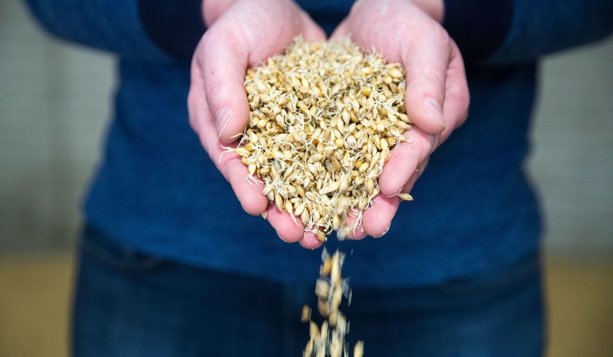Bill Hall, co-founder of Missouri Valley Malt, shows a sample of sprouting barley Friday April 13, 2018, in Omaha, Neb.  In an out-of-the-way warehouse off Interstate 80 in Omaha, Hall and Zach Davy are establishing a malthouse, a place where grains of barley are transformed into the toasted crop that gives beer its, well, fine malty taste. (Brendan Sullivan/Omaha World-Herald via AP)