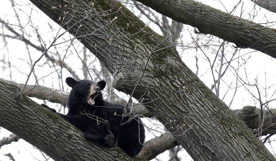 A bear rests in a tree in a suburban area of Paramus, N.J., Monday, April 30, 2018. Authorities are waiting for the bear to come down from the tree before trying to move it to a less populated area. (AP Photo/Seth Wenig)